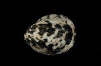 藏品(漁舟蜑螺)的圖片